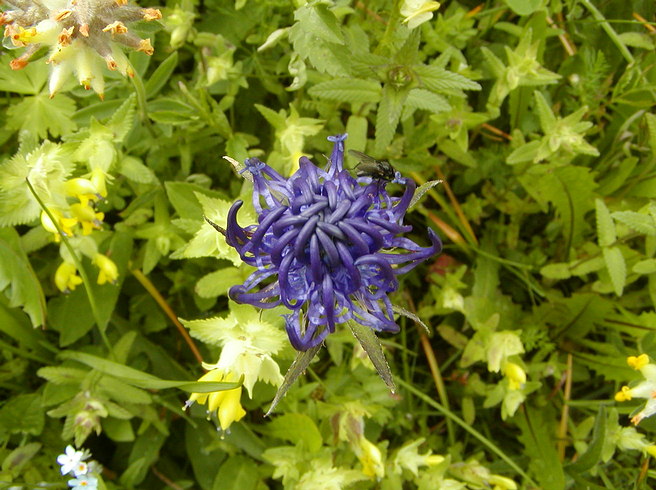  Image name: raponzolo4.jpg 
 width: 656 pixel 
 height: 490 pixel 
 Size: 103827 bytes 
 Click to enlarge 